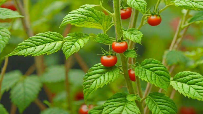 Изображение томатов под защитой от фитофторы