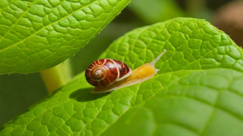 Изображение слизня на листе растения