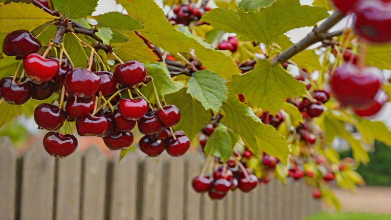 Пример черешни