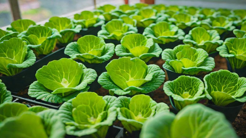 Подсветка рассады капусты фитолампами